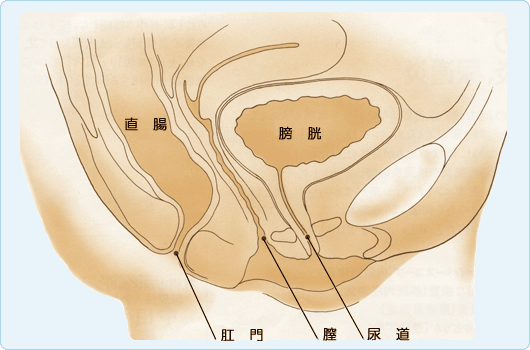 トイレ 近い なぜ